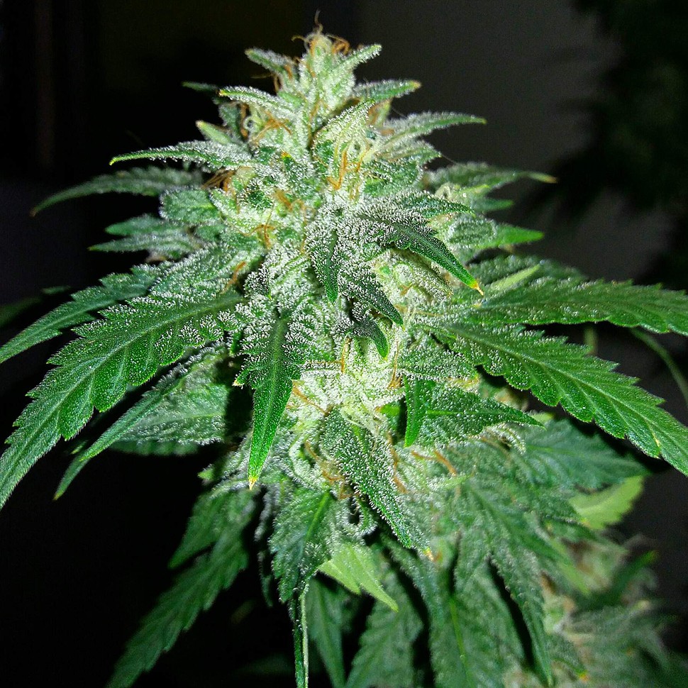 Семена конопли  Auto Bubba Kush feminised Ganja Seeds