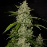 Семена каннабиса  Auto Himalaya Blue Diesel feminised Ganja Seeds