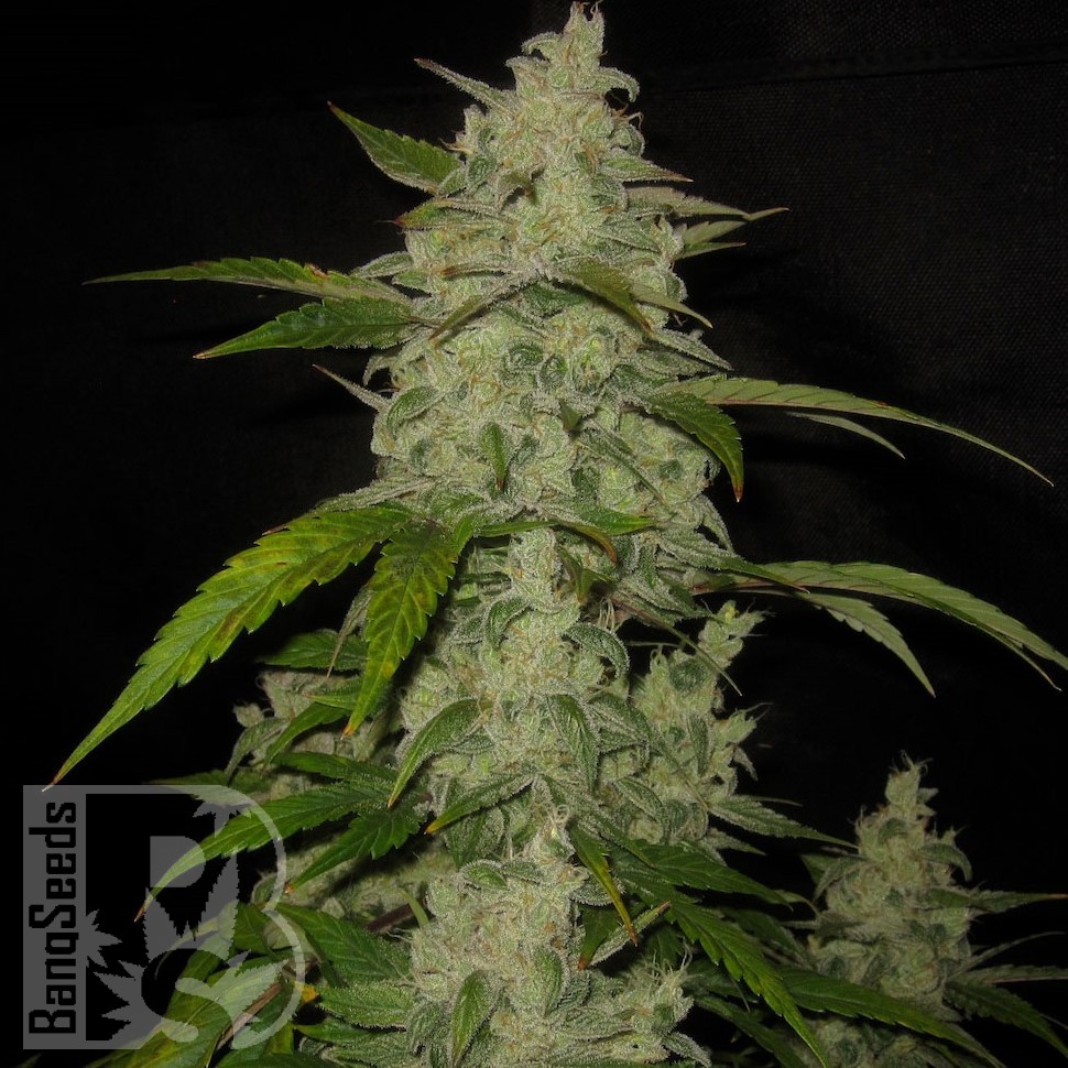 Семена каннабиса  Auto Himalaya Blue Diesel feminised Ganja Seeds