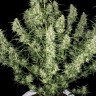 Семена каннабиса  Auto Himalaya Blue Diesel feminised Ganja Seeds