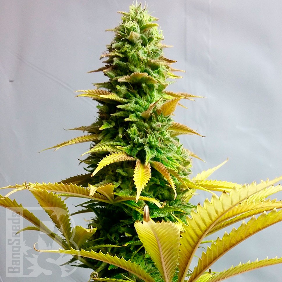Семена ганжа Critical CBG feminised Ganja Seeds