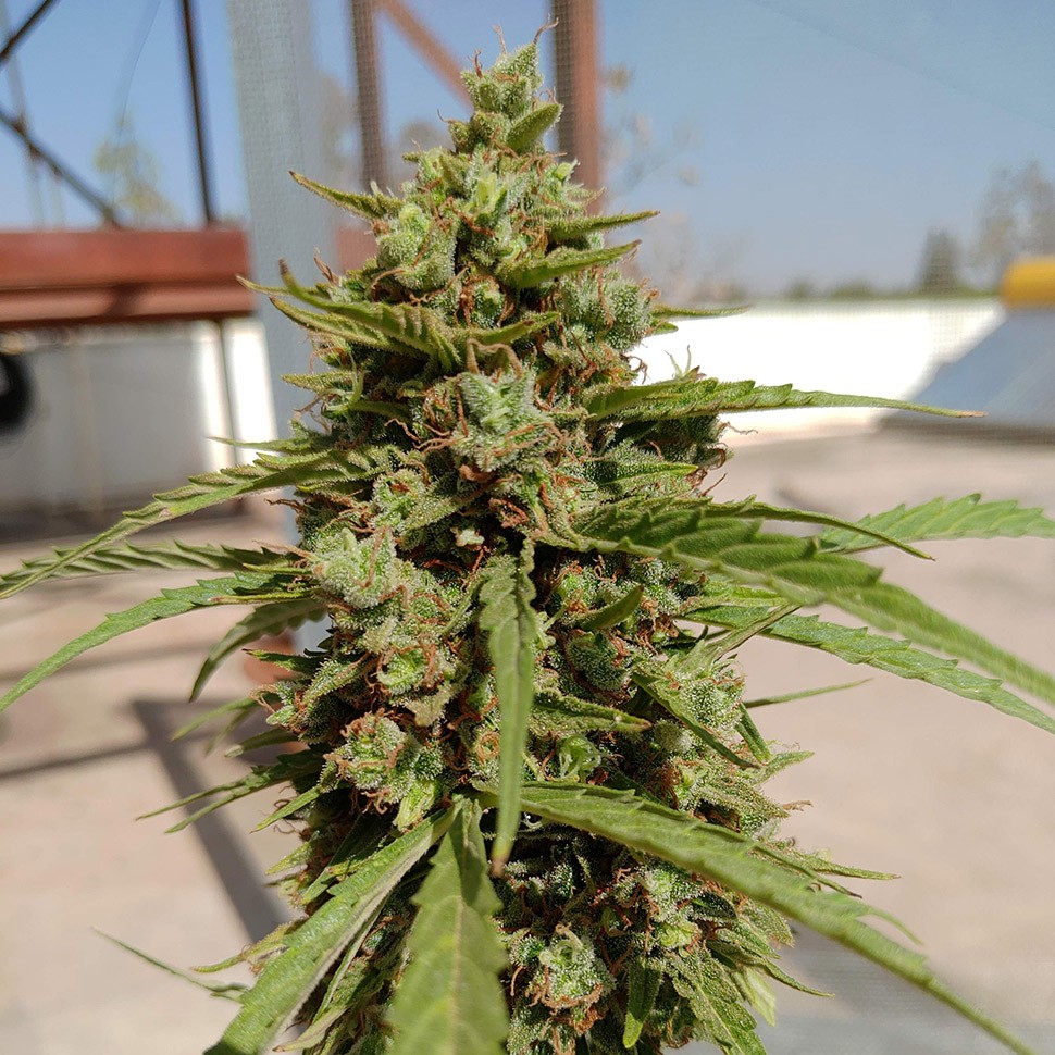 Семена конопли  Auto Lennon regular Ganja Seeds
