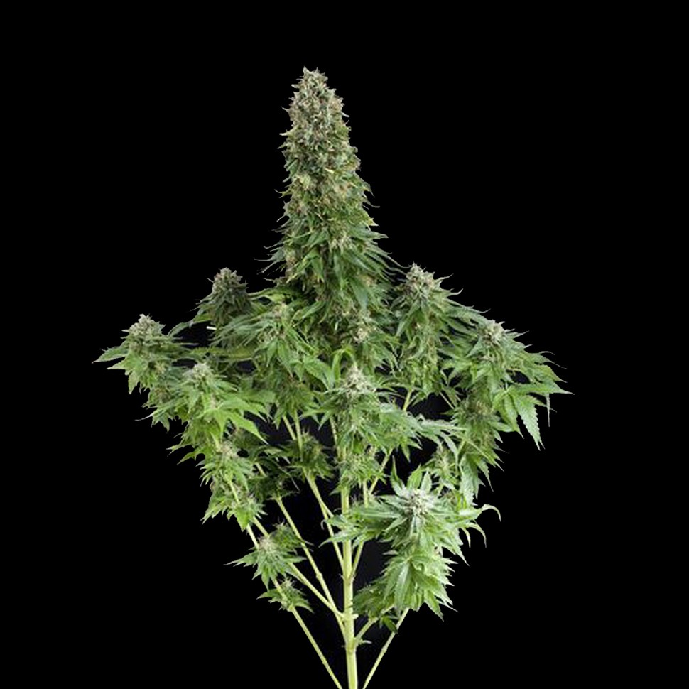 Семена каннабиса White Siberian feminised Ganja Seeds