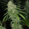 Семена каннабиса  White Siberian feminised Ganja Seeds