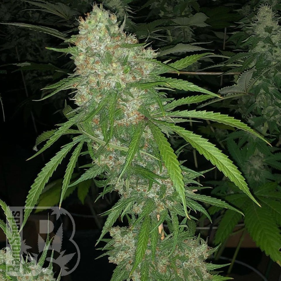 Семена каннабиса  White Siberian feminised Ganja Seeds