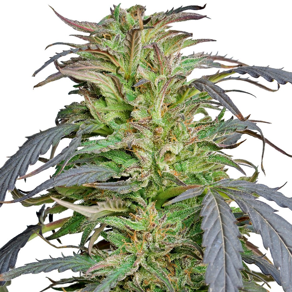 Семена марихуаны  Critical Super Silver Haze feminised Ganja Seeds