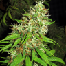 Семена марихуаны  Critical Super Silver Haze feminised Ganja Seeds