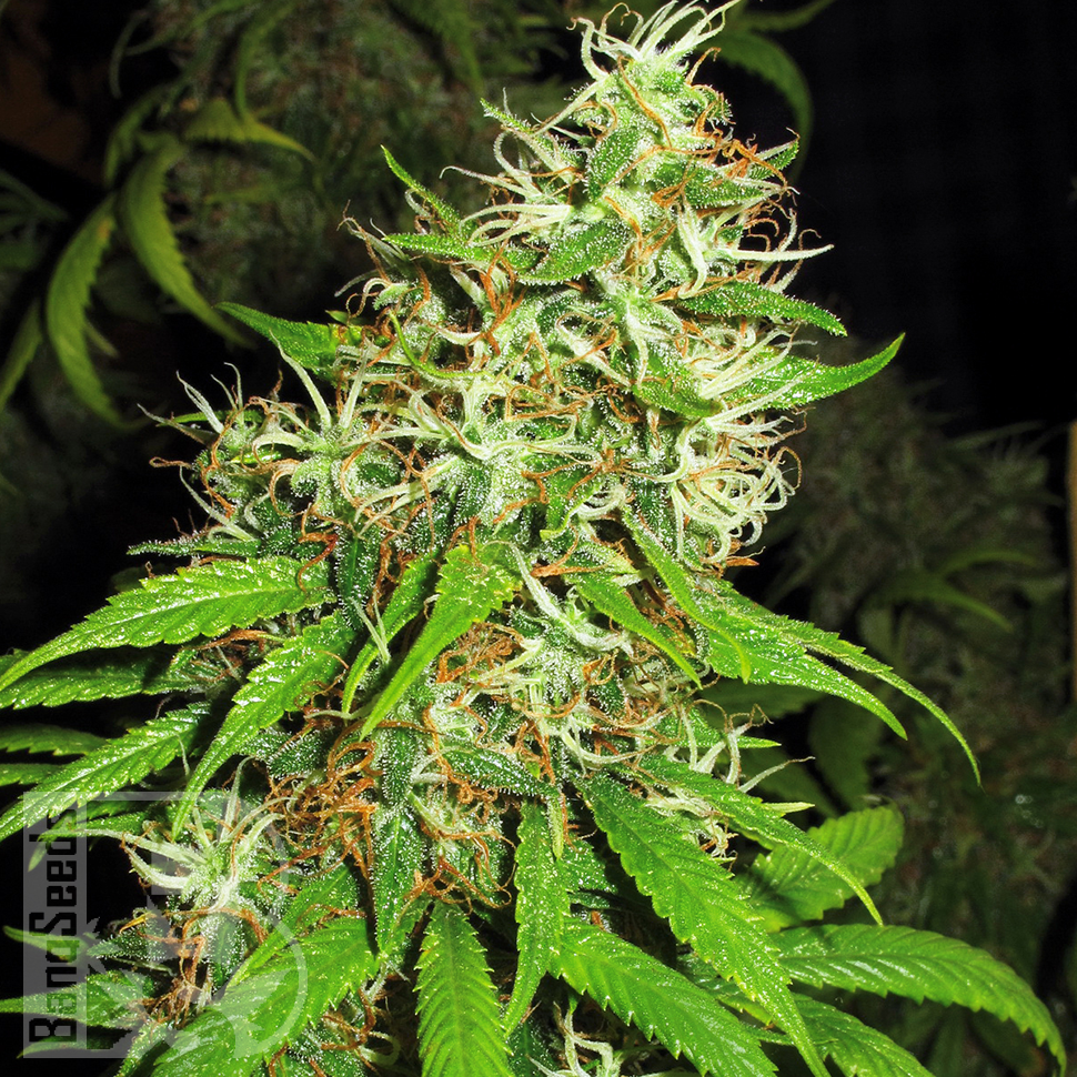 Семена марихуаны  Critical Super Silver Haze feminised Ganja Seeds