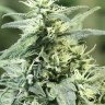 Семена каннабиса  Auto Atameken feminised Bang Seeds
