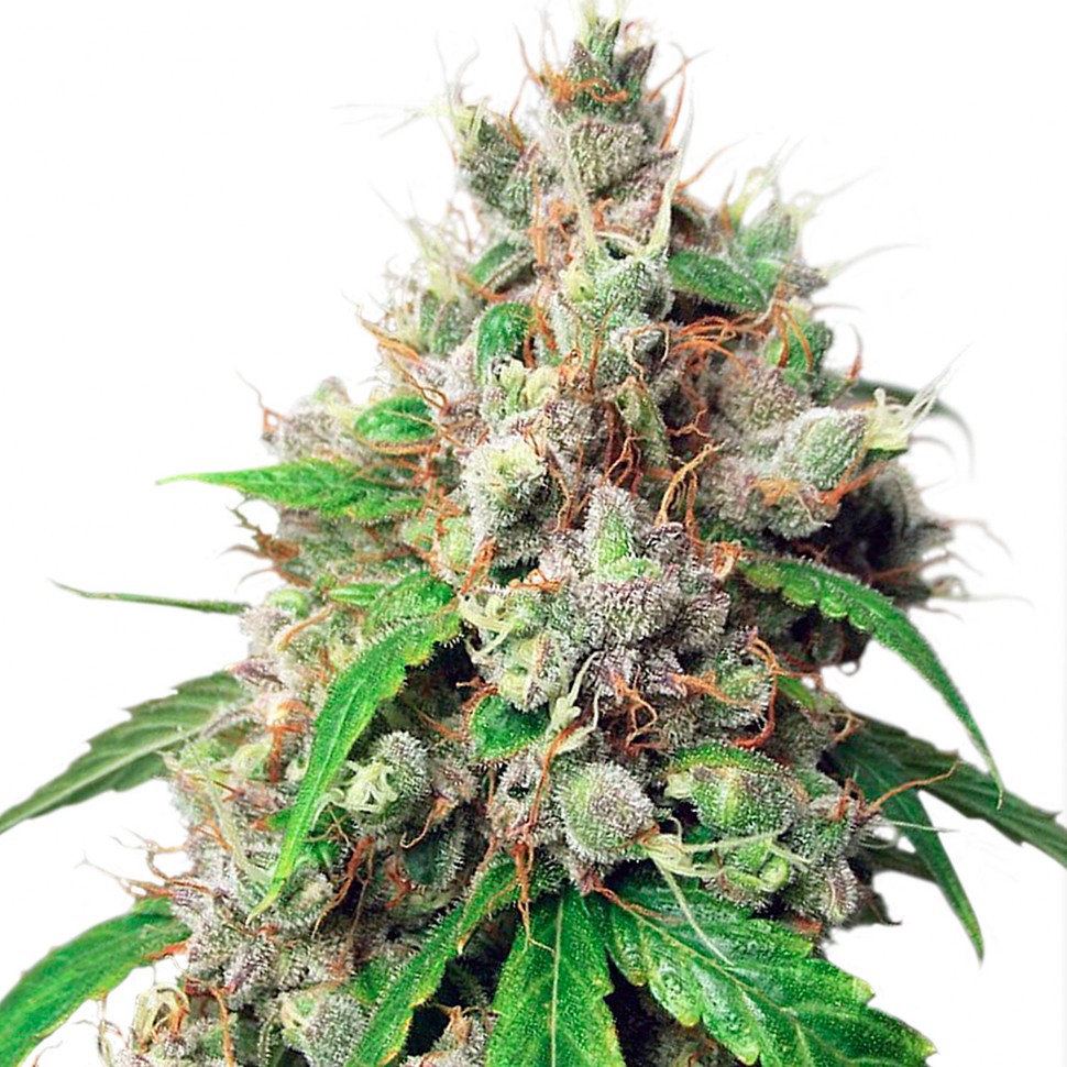 Семена ганжа  Auto Euforia feminised Ganja Seeds