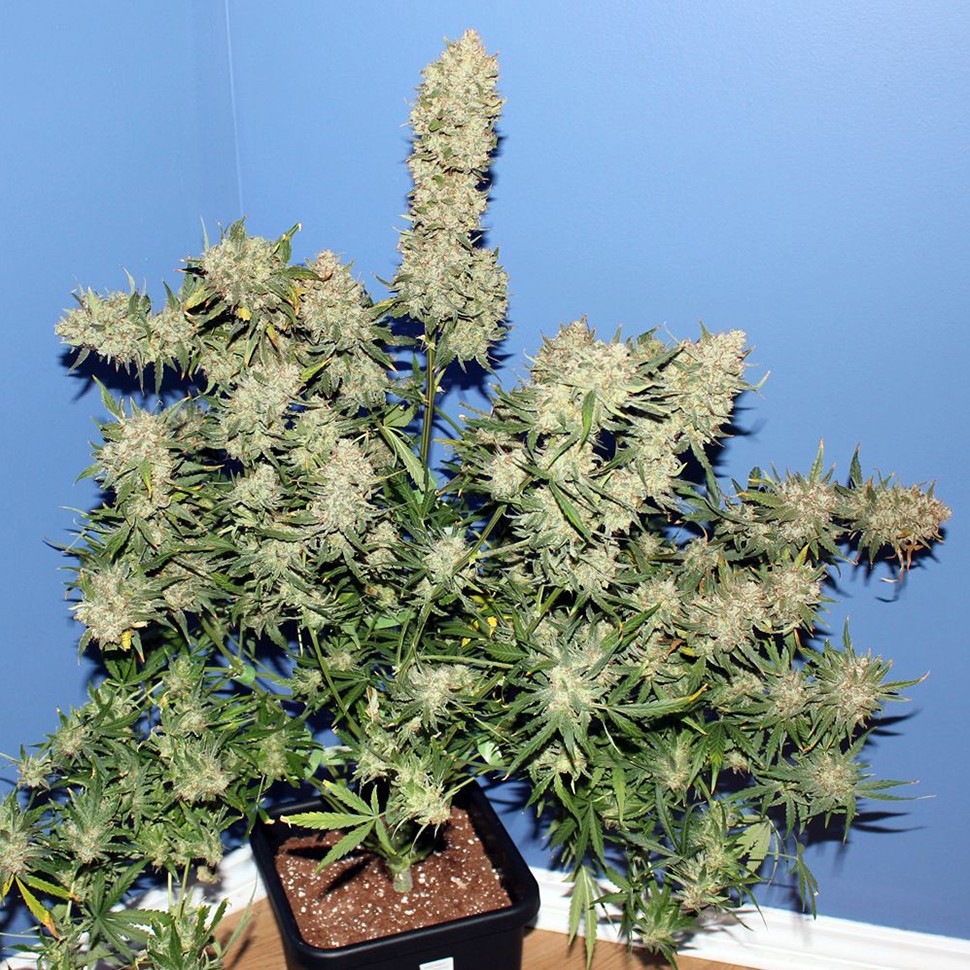 Семена ганжа  Thinker feminised Ganja Seeds