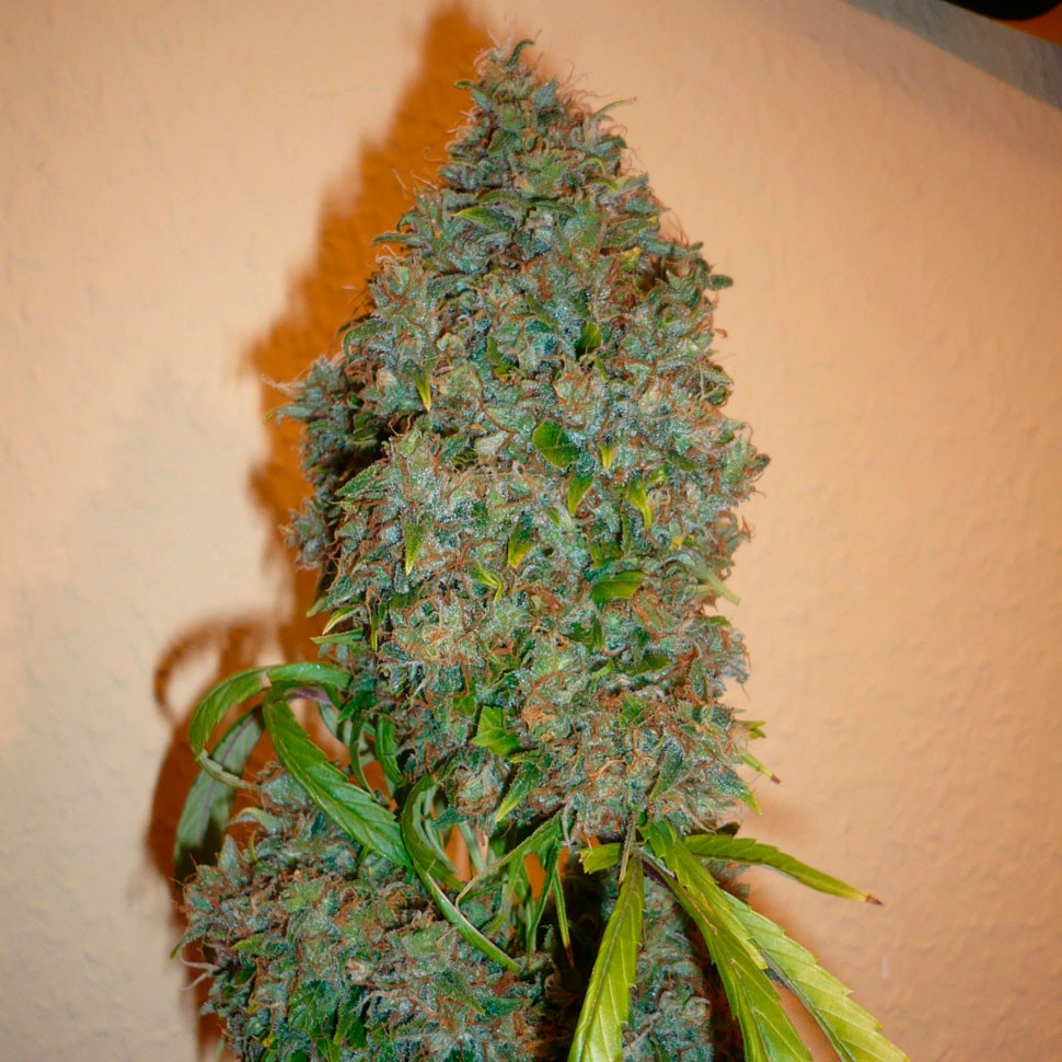 Семена ганжа  Auto Kali Mist feminised Ganja Seeds