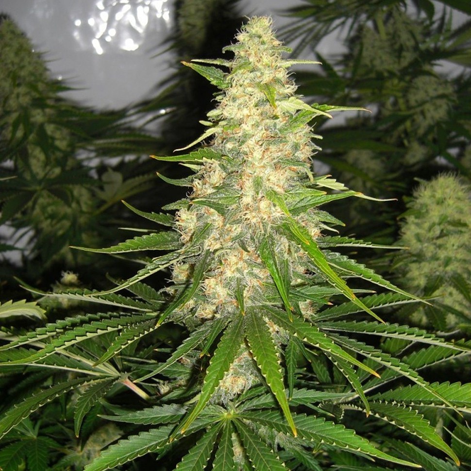 Семена конопли Auto Baikonur feminised Bang Seeds