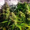 Семена конопли  Grapefruit CBD feminised Ganja Seeds