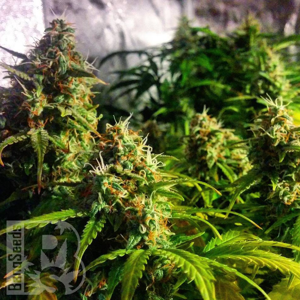 Семена конопли  Grapefruit CBD feminised Ganja Seeds