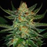 Семена конопли  Grapefruit CBD feminised Ganja Seeds