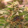 Семена конопли  Grapefruit CBD feminised Ganja Seeds