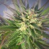 Семена конопли  Grapefruit CBD feminised Ganja Seeds