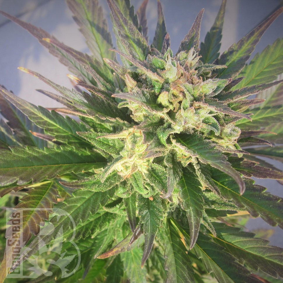 Семена конопли  Grapefruit CBD feminised Ganja Seeds