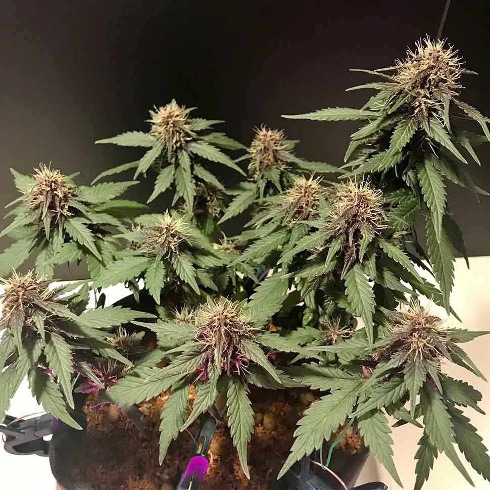 Семена Auto Santa regular Ganja Seeds