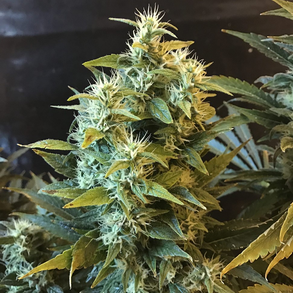 Семена ганжа Power Africa feminised Ganja Seeds