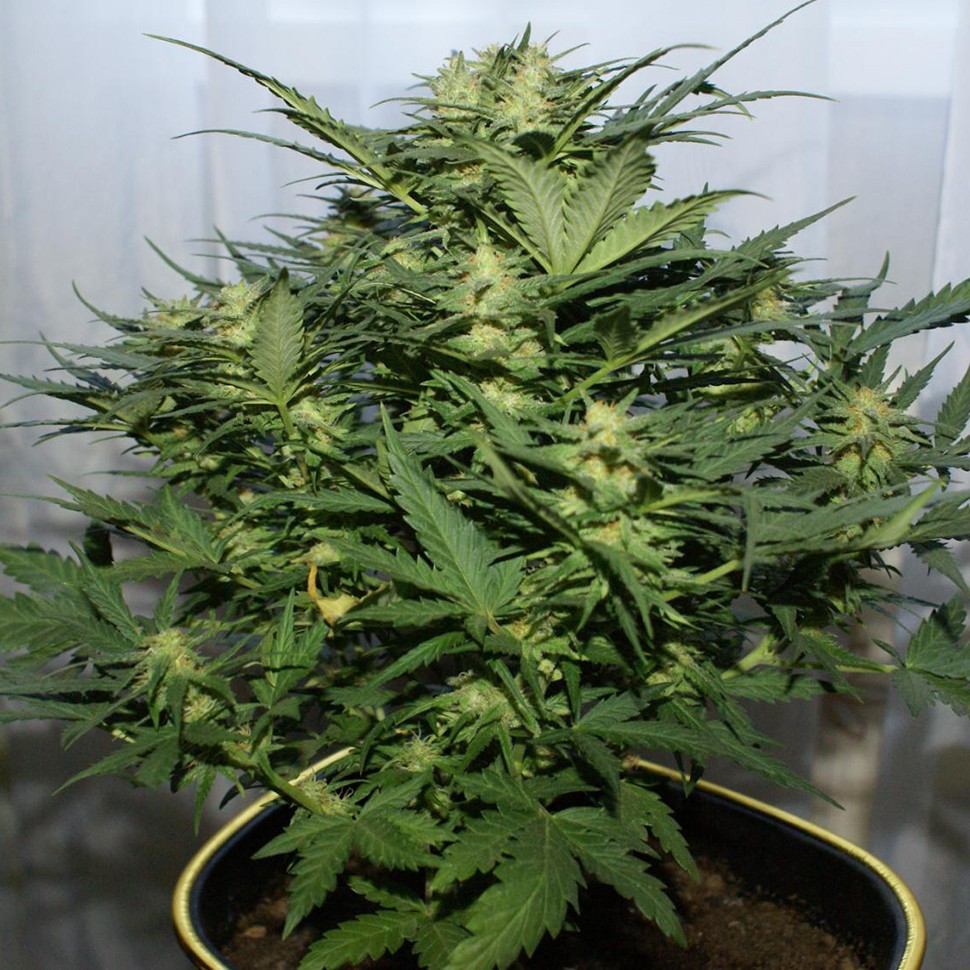 Семена Auto Baiterek feminised Bang Seeds