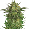 Семена марихуаны  Khan Tengri feminised Bang Seeds