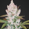 Семена марихуаны  Khan Tengri feminised Bang Seeds