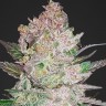 Семена марихуаны  Khan Tengri feminised Bang Seeds