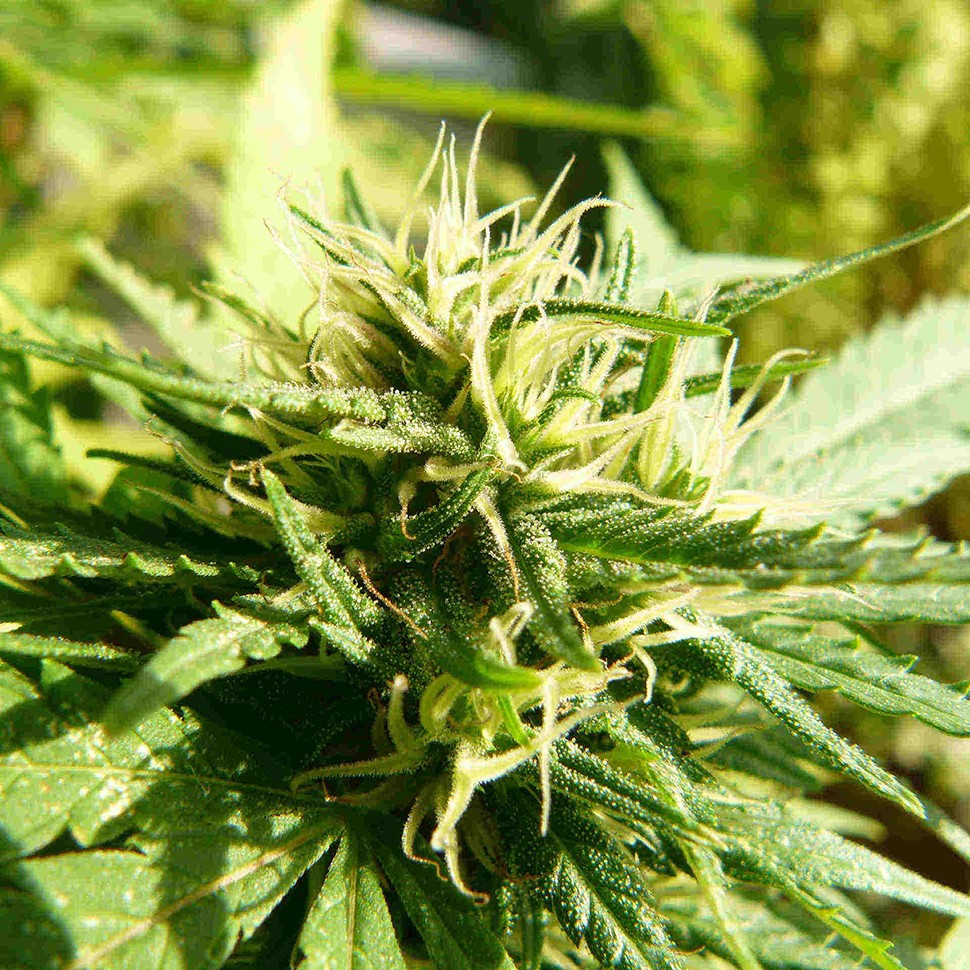 Семена марихуаны Exodus Cheese feminised Ganja Seeds
