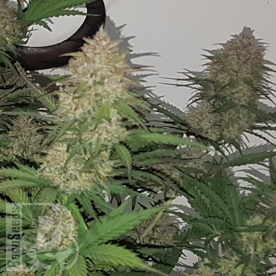 Семена  Auto Balkhash feminised Bang Seeds