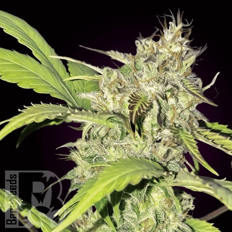 Семена  Auto Balkhash feminised Bang Seeds