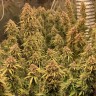 Семена конопли  Khan-Shatyr feminised Bang Seeds