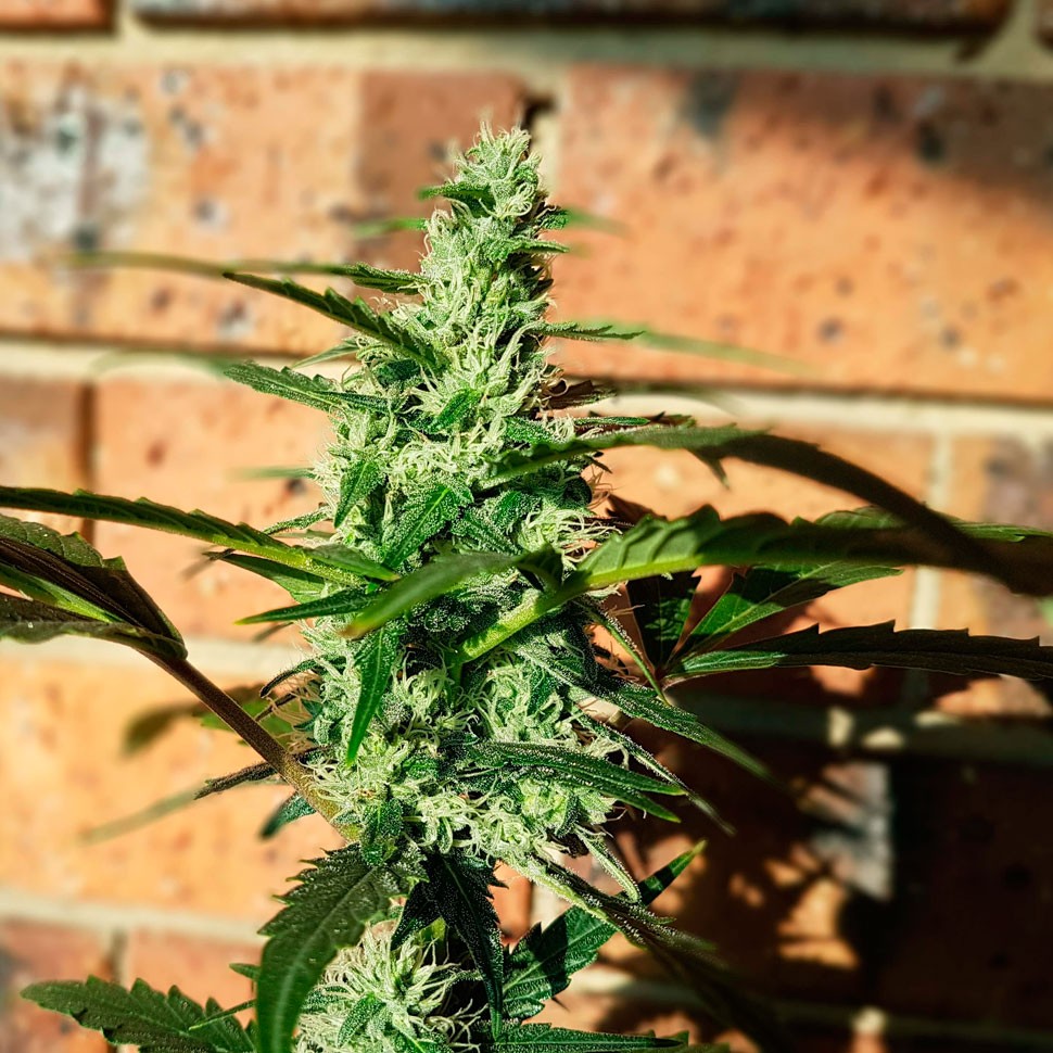 Семена каннабиса  Auto Blow Mind feminised Ganja Seeds