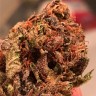 Семена  Bruce Banner feminised Ganja Seeds