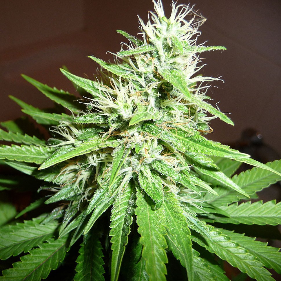 Семена конопли Hawai feminised Ganja Seeds