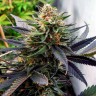 Семена конопли  Hawai feminised Ganja Seeds