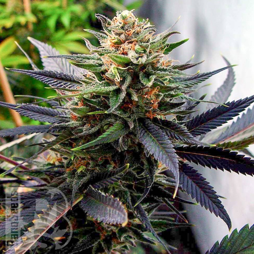 Семена конопли  Hawai feminised Ganja Seeds