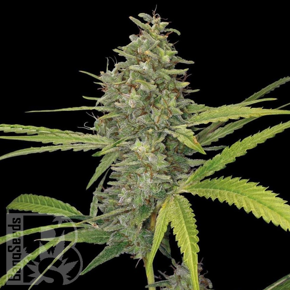 Семена конопли  Hawai feminised Ganja Seeds