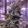 Семена конопли  Hawai feminised Ganja Seeds