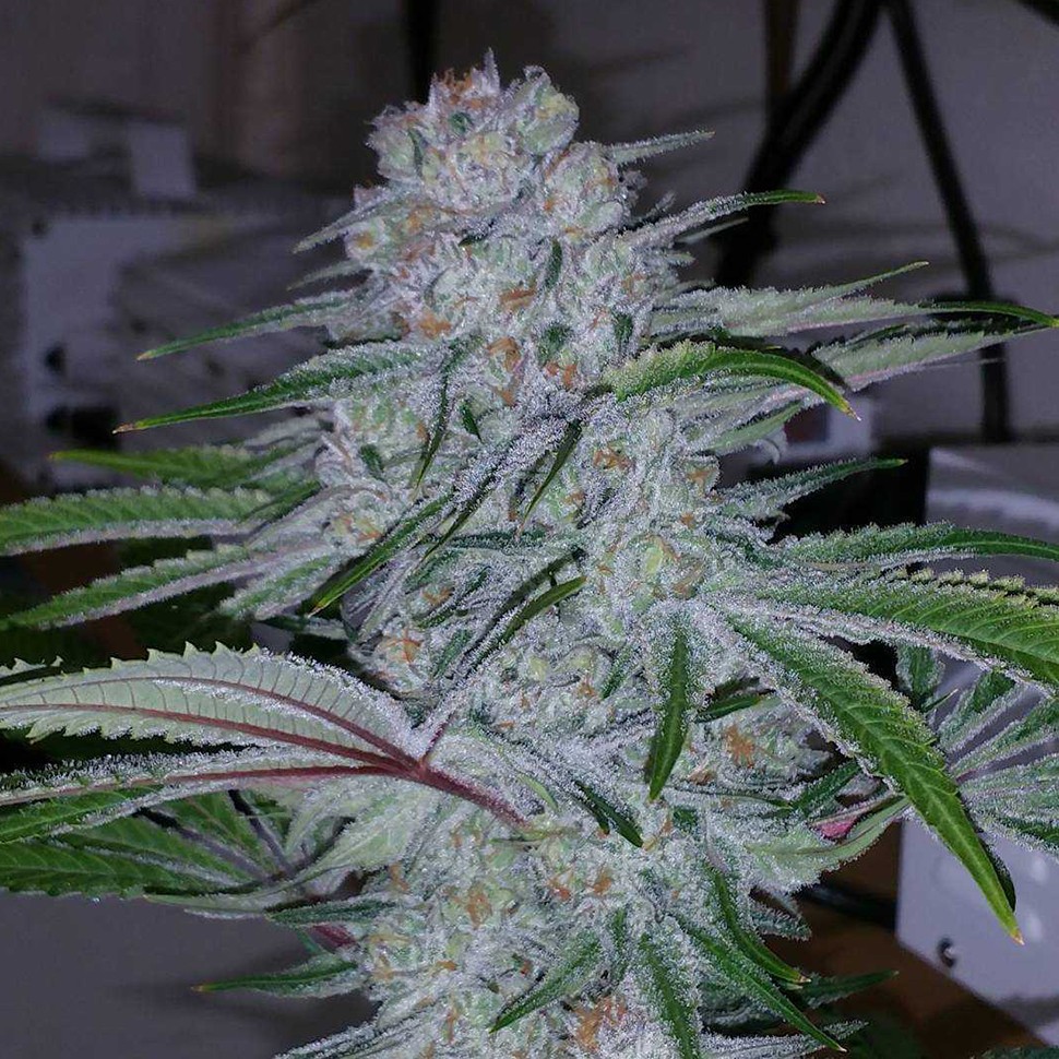 Семена конопли  Auto Becket Ata feminised Bang Seeds