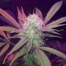 Семена конопли  Auto Lemon Haze feminised Ganja Seeds