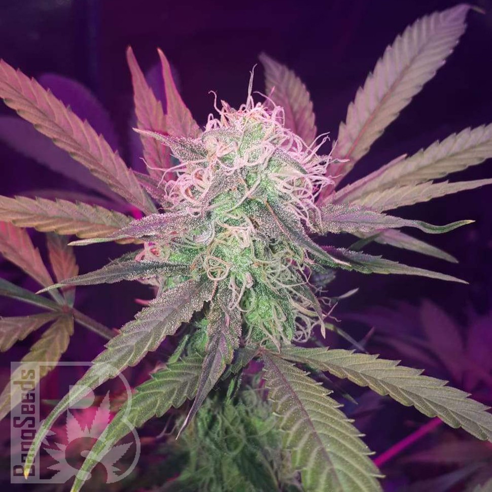 Семена конопли  Auto Lemon Haze feminised Ganja Seeds