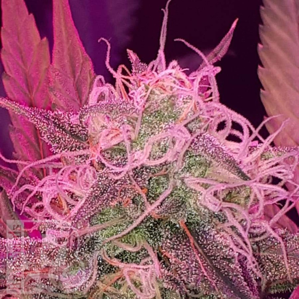 Семена конопли  Auto Lemon Haze feminised Ganja Seeds