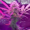 Семена конопли  Auto Lemon Haze feminised Ganja Seeds