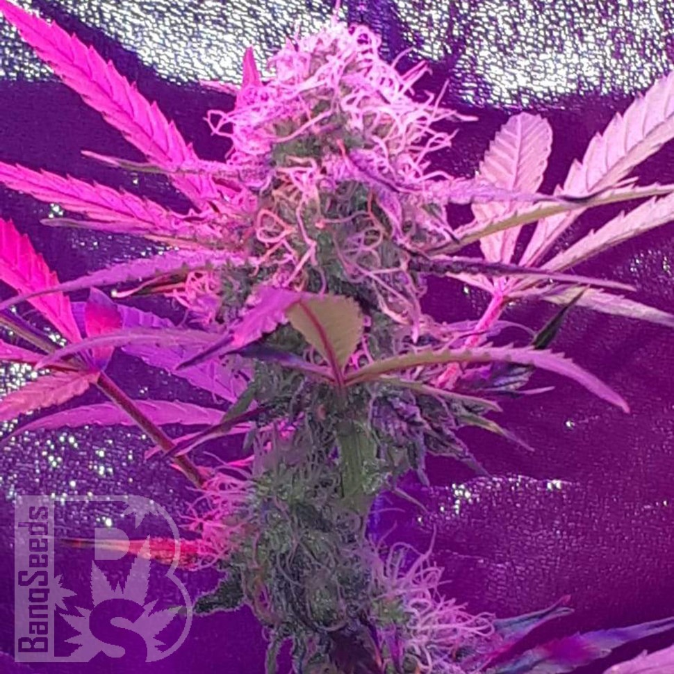Семена конопли  Auto Lemon Haze feminised Ganja Seeds