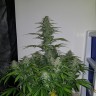 Семена конопли  Auto Lemon Haze feminised Ganja Seeds