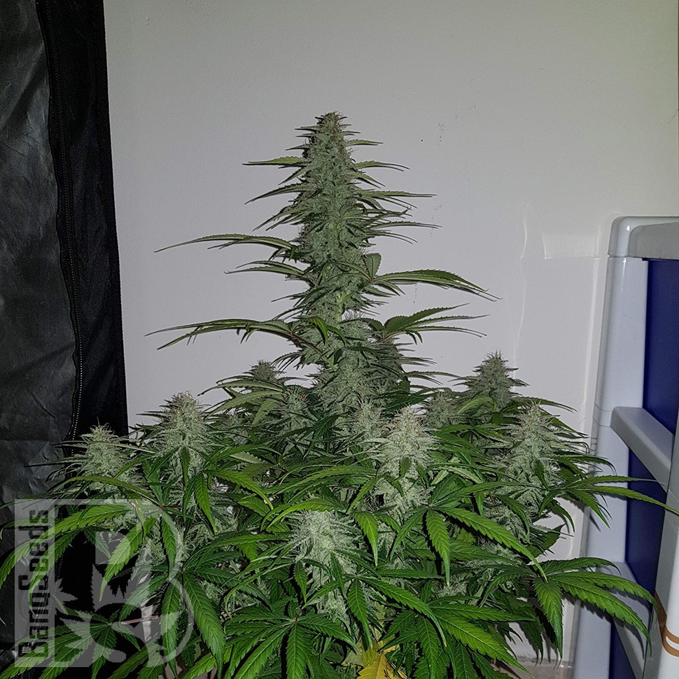 Семена конопли  Auto Lemon Haze feminised Ganja Seeds