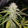 Семена конопли  Auto Lemon Haze feminised Ganja Seeds