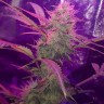 Семена конопли  Auto Lemon Haze feminised Ganja Seeds